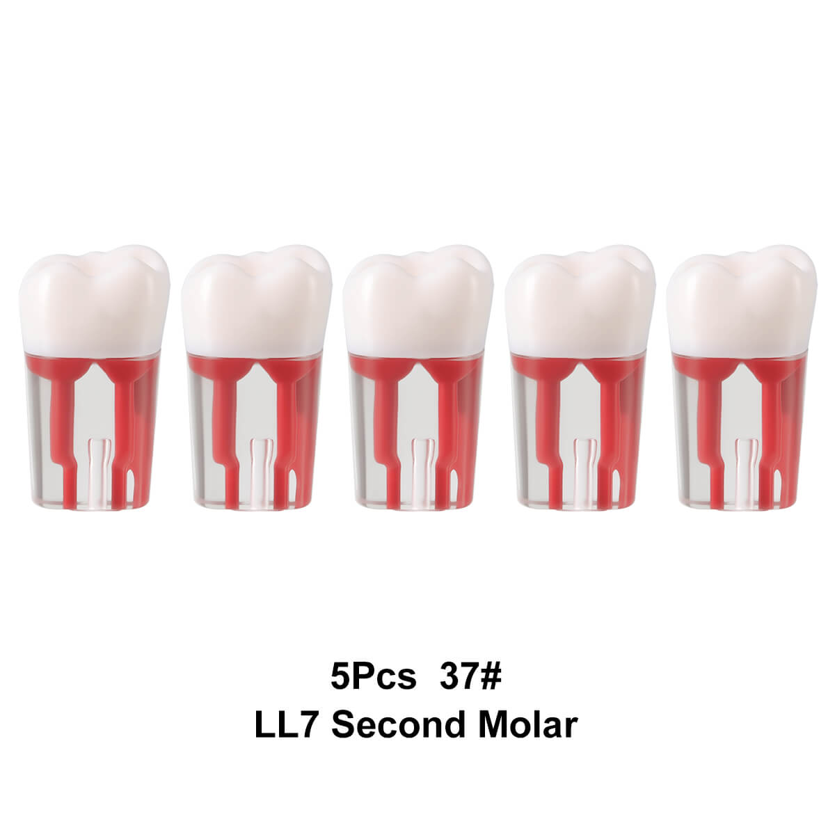 Dental Endo Teeth Model Transparent Root Canal Practice Block RCT Pulp Cavity Study Training Teaching - azdentall.com