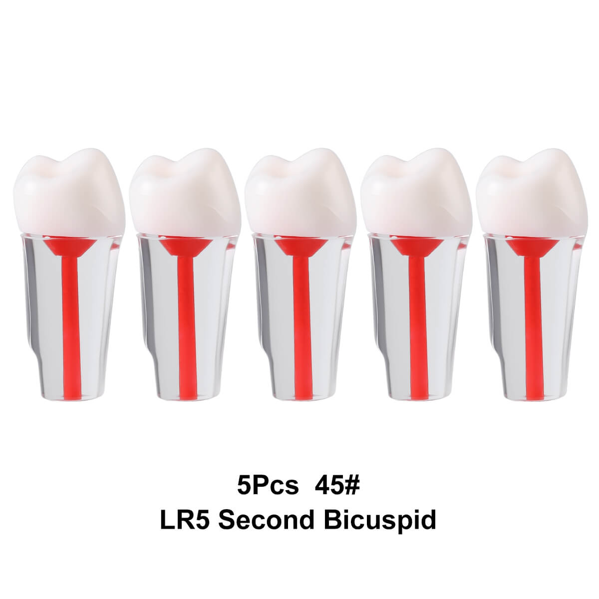 Dental Endo Teeth Model Transparent Root Canal Practice Block RCT Pulp Cavity Study Training Teaching - azdentall.com
