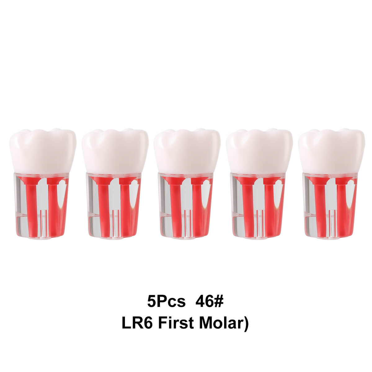 Dental Endo Teeth Model Transparent Root Canal Practice Block RCT Pulp Cavity Study Training Teaching - azdentall.com