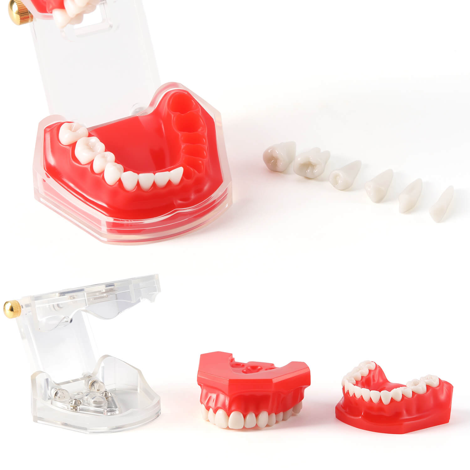 Dental Adults 28-Tooth Standard Extraction Model Detachable