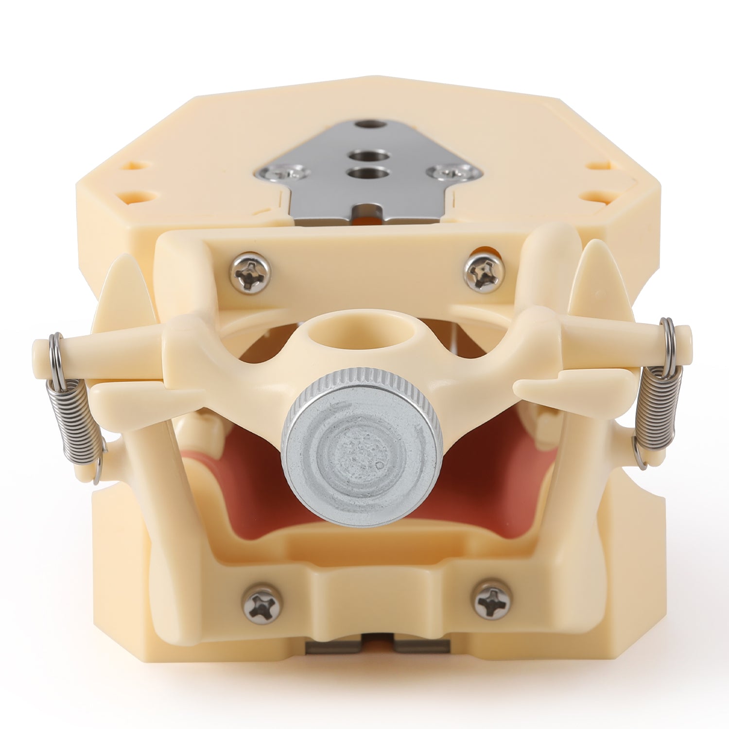 Dental Model Typodont 32Pcs Resin Removable Teeth Articulator‑mountable Type - azdentall.com
