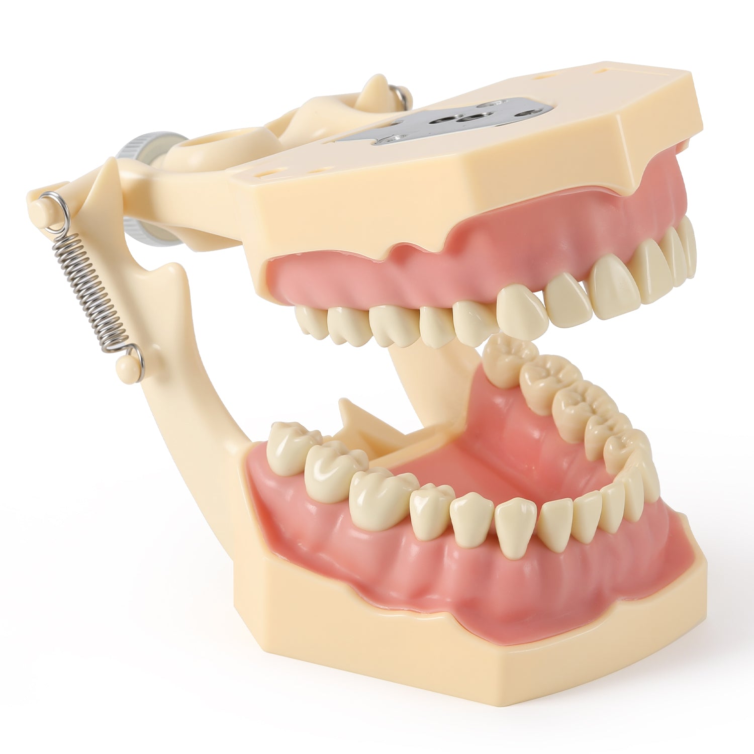 Dental Model Typodont 32Pcs Resin Removable Teeth Articulator‑mountable Type - azdentall.com
