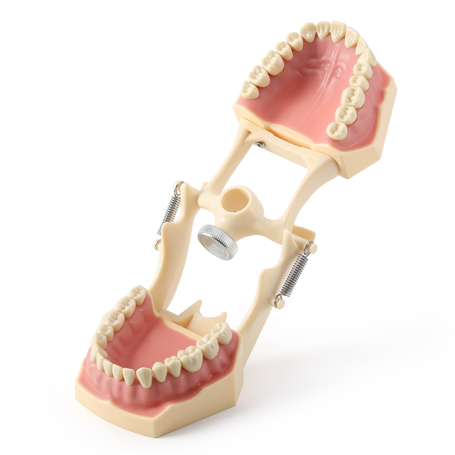 Dental Model Typodont 32Pcs Resin Removable Teeth Articulator‑mountable Type - azdentall.com