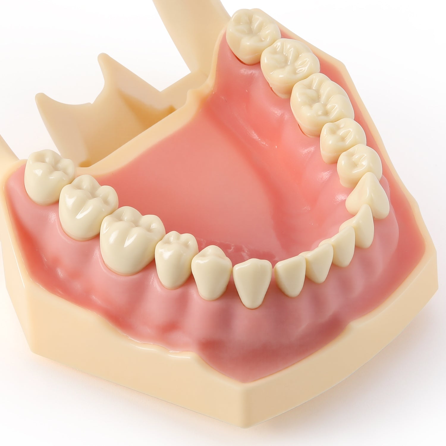 Dental Model Typodont 32Pcs Resin Removable Teeth Articulator‑mountable Type - azdentall.com