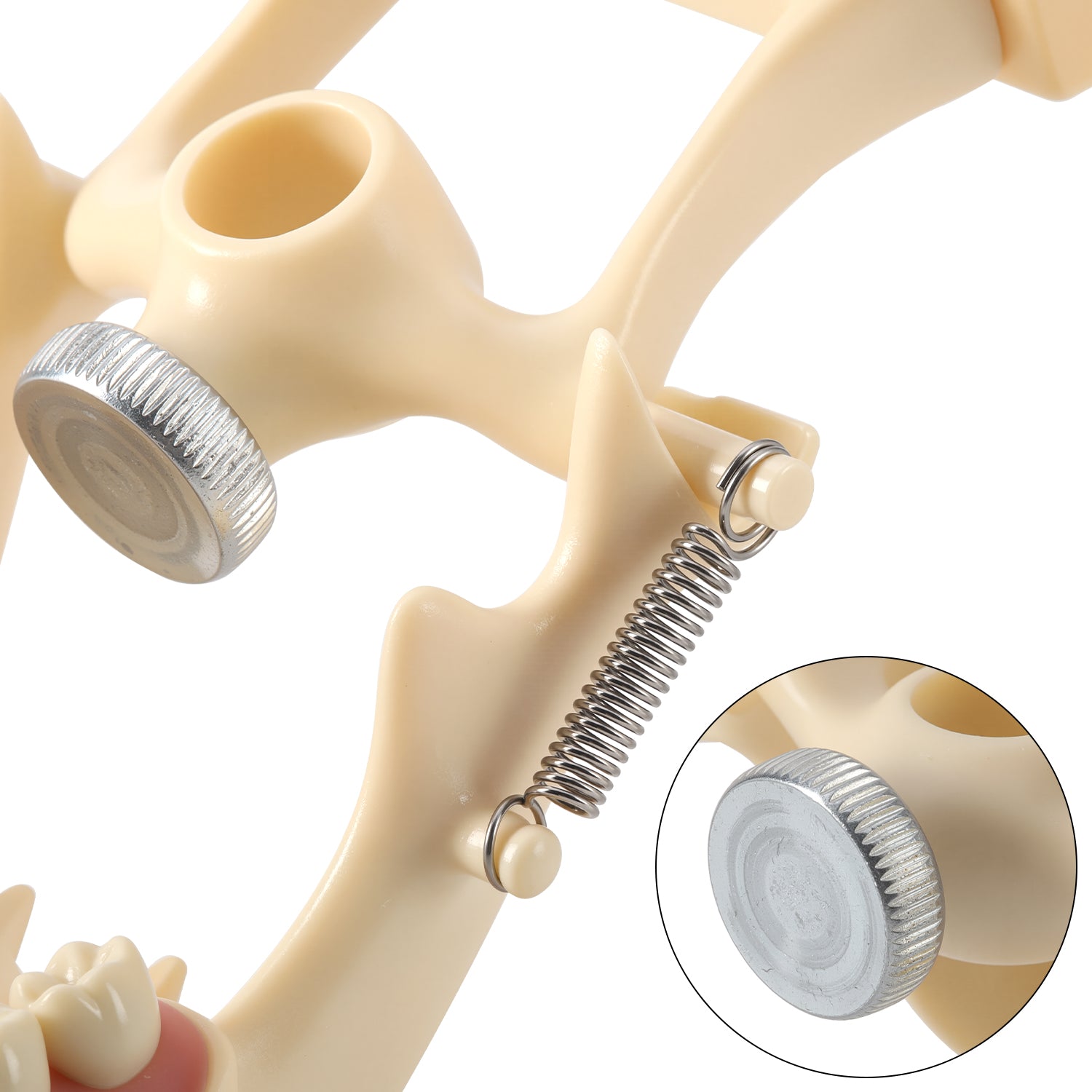 Dental Model Typodont 32Pcs Resin Removable Teeth Articulator‑mountable Type - azdentall.com
