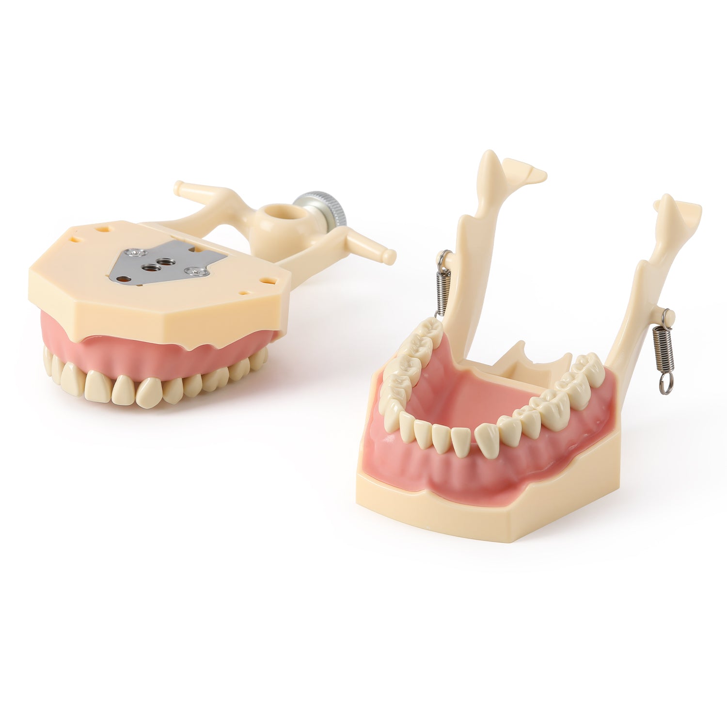 Dental Model Typodont 32Pcs Resin Removable Teeth Articulator‑mountable Type - azdentall.com