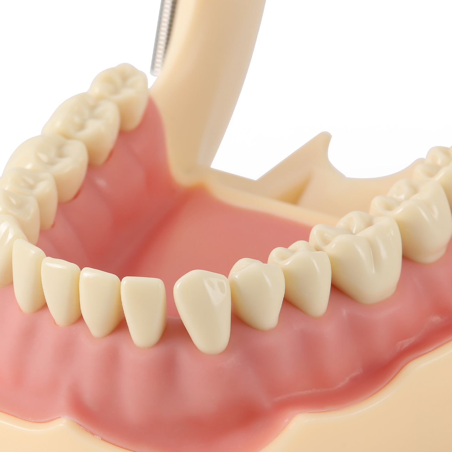 Dental Model Typodont 32Pcs Resin Removable Teeth Articulator‑mountable Type - azdentall.com
