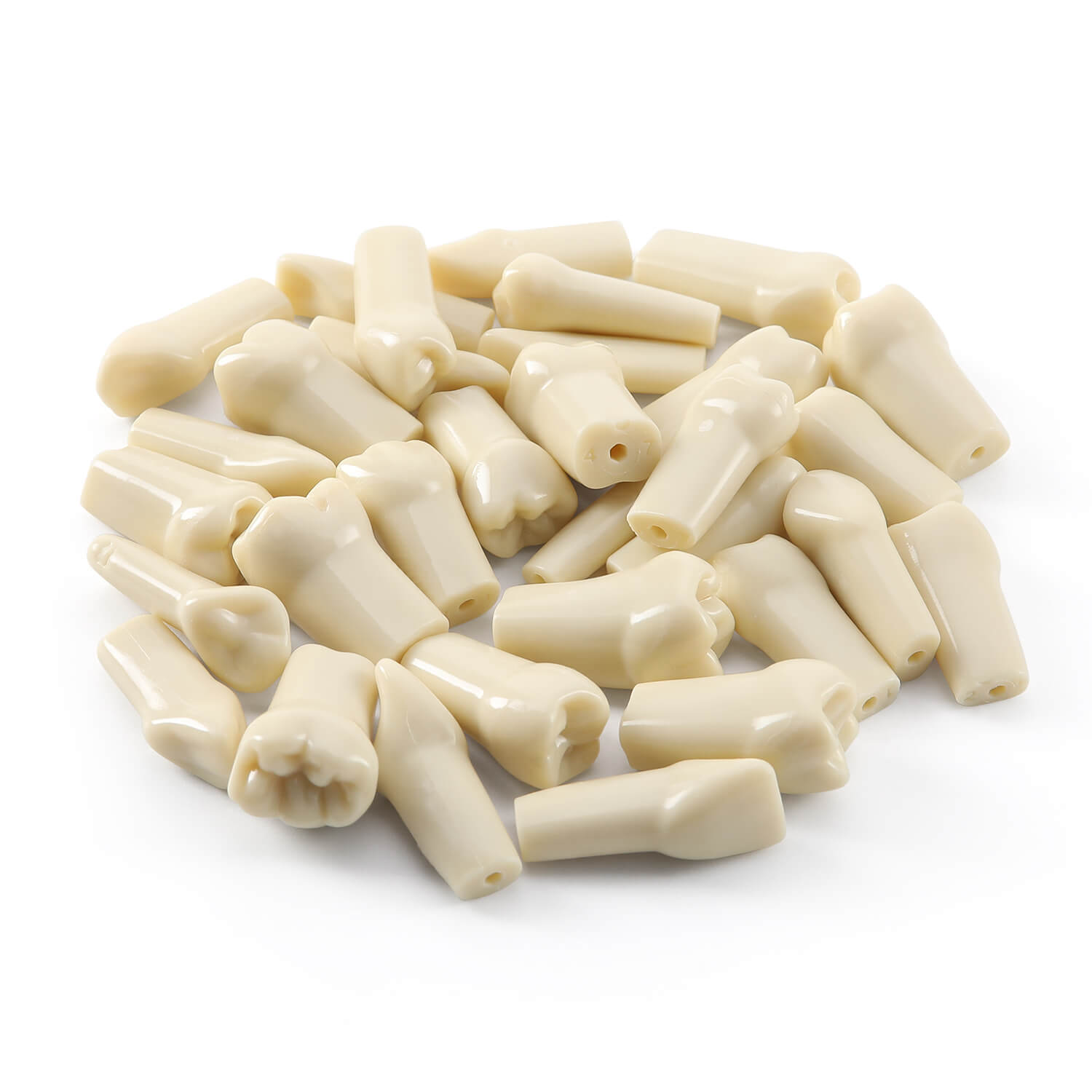 Dental Model Typodont 32Pcs Standard Resin Replacement Teeth with Screws Set - azdentall.com
