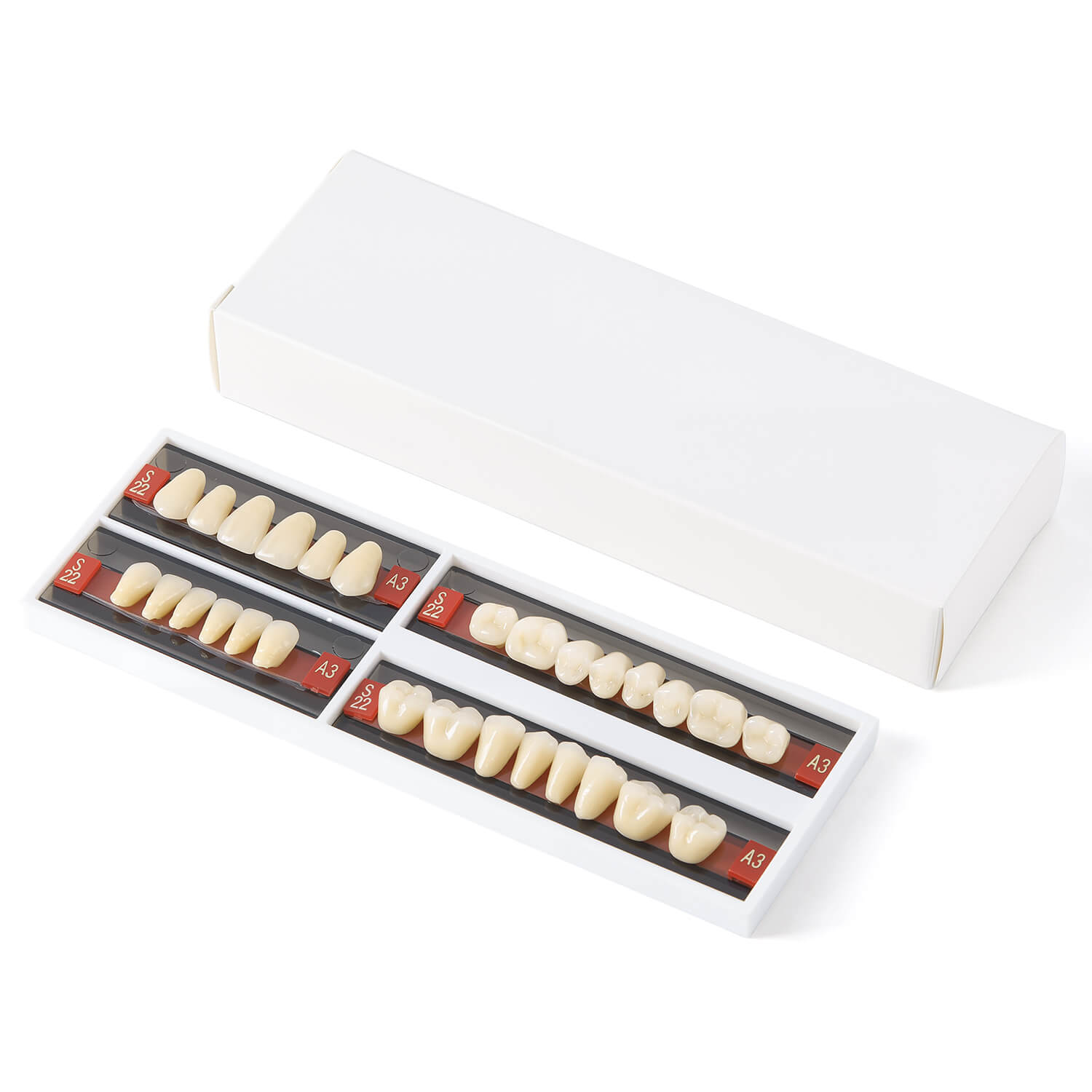 Dental Synthetic Resin Teeth Denture A1 A2 A3 Shade GL-I Two-Layer 28 Teeth/Set - azdentall.com