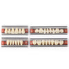 Dental Synthetic Resin Teeth Denture A1 A2 A3 Shade GL-I Two-Layer 28 Teeth/Set - azdentall.com