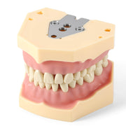 Dental Model Resin Typodont 32Pcs Removable Teeth Separate Type - azdentall.com