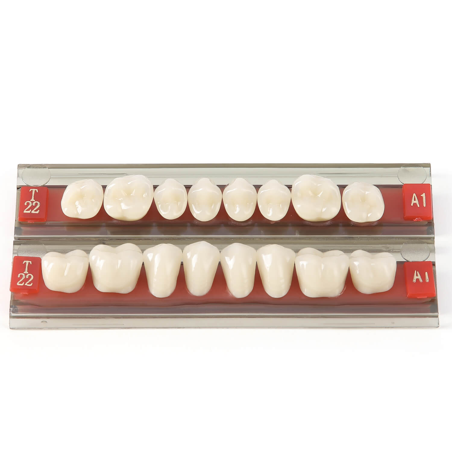 Dental Synthetic Resin Teeth Denture A1 A2 A3 Shade GN-II Two-Layer 28 Teeth/Set - azdentall.com