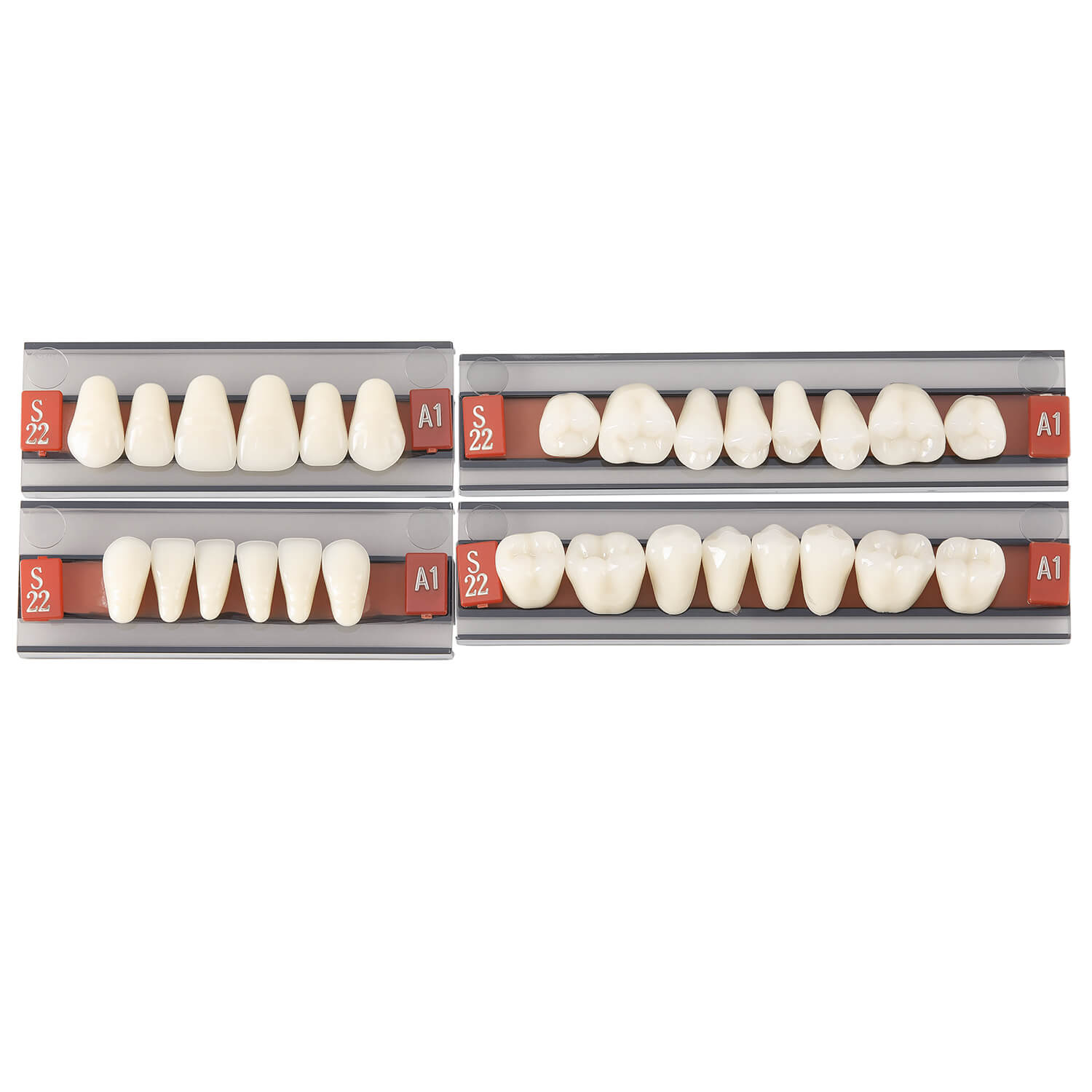 Dental Synthetic Resin Teeth Denture A1 A2 A3 GN-III Plastic Steel Two-Layer 28 Teeth/Set - azdentall.com