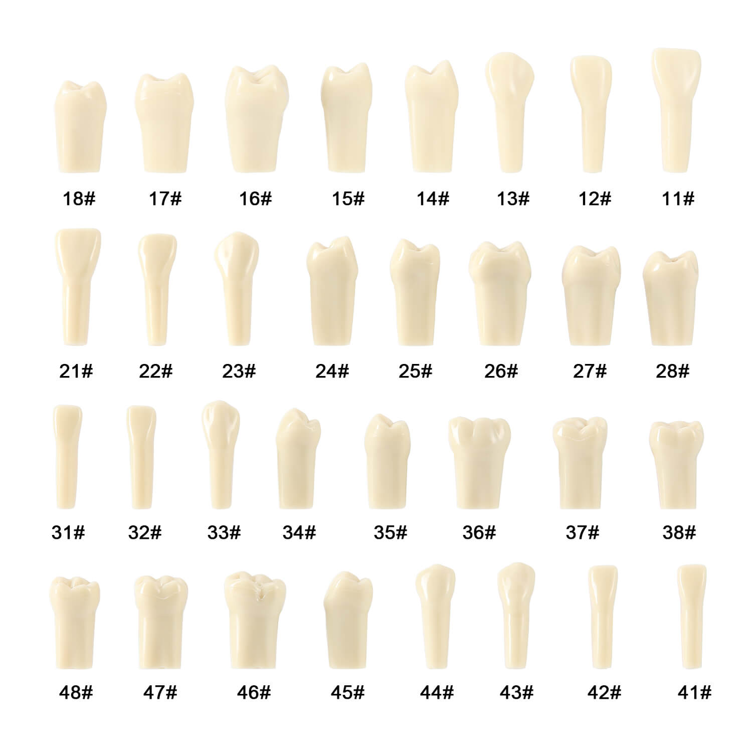 Dental Model Typodont 32Pcs Standard Resin Replacement Teeth with Screws Set