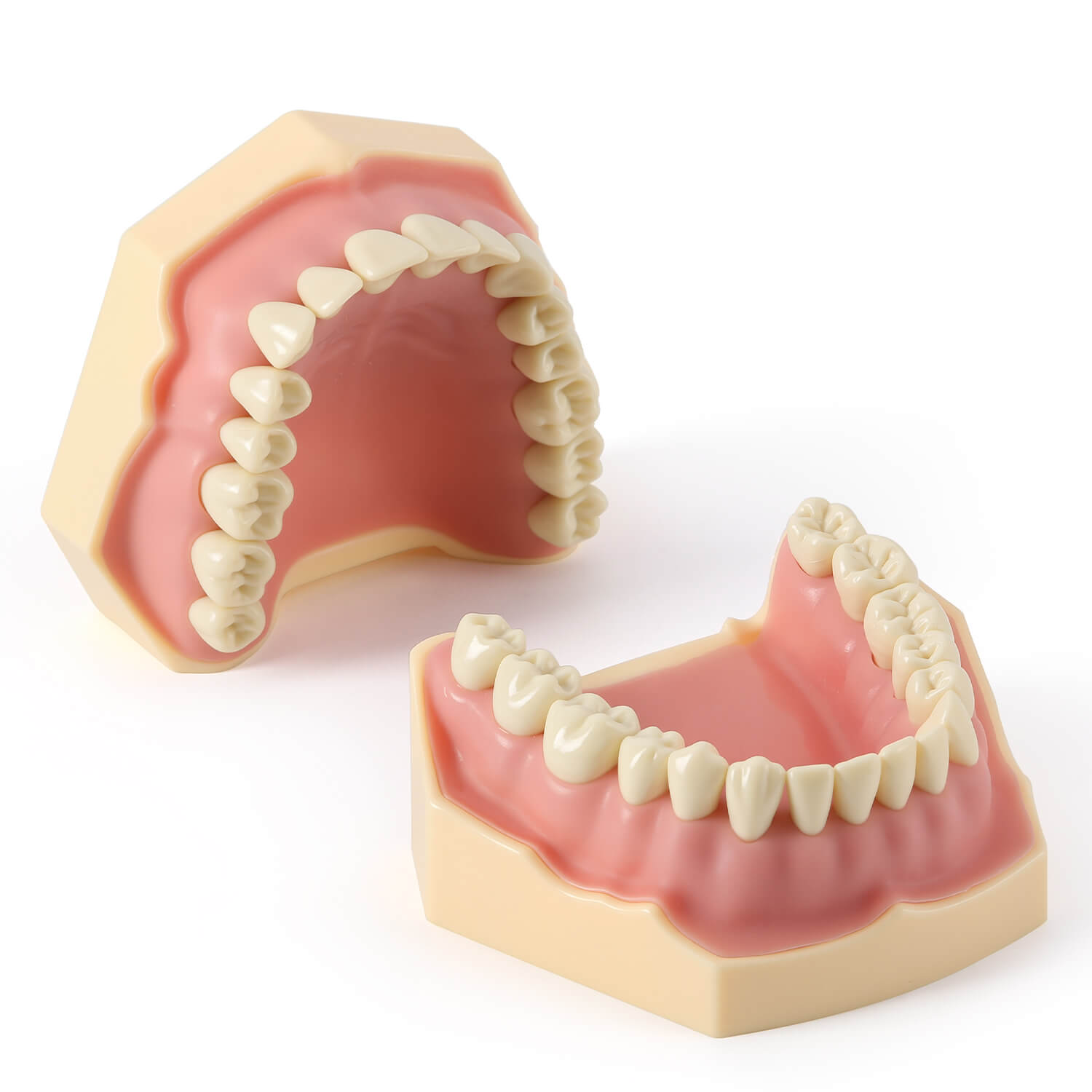 Dental Model Resin Typodont 32Pcs Removable Teeth Separate Type - azdentall.com