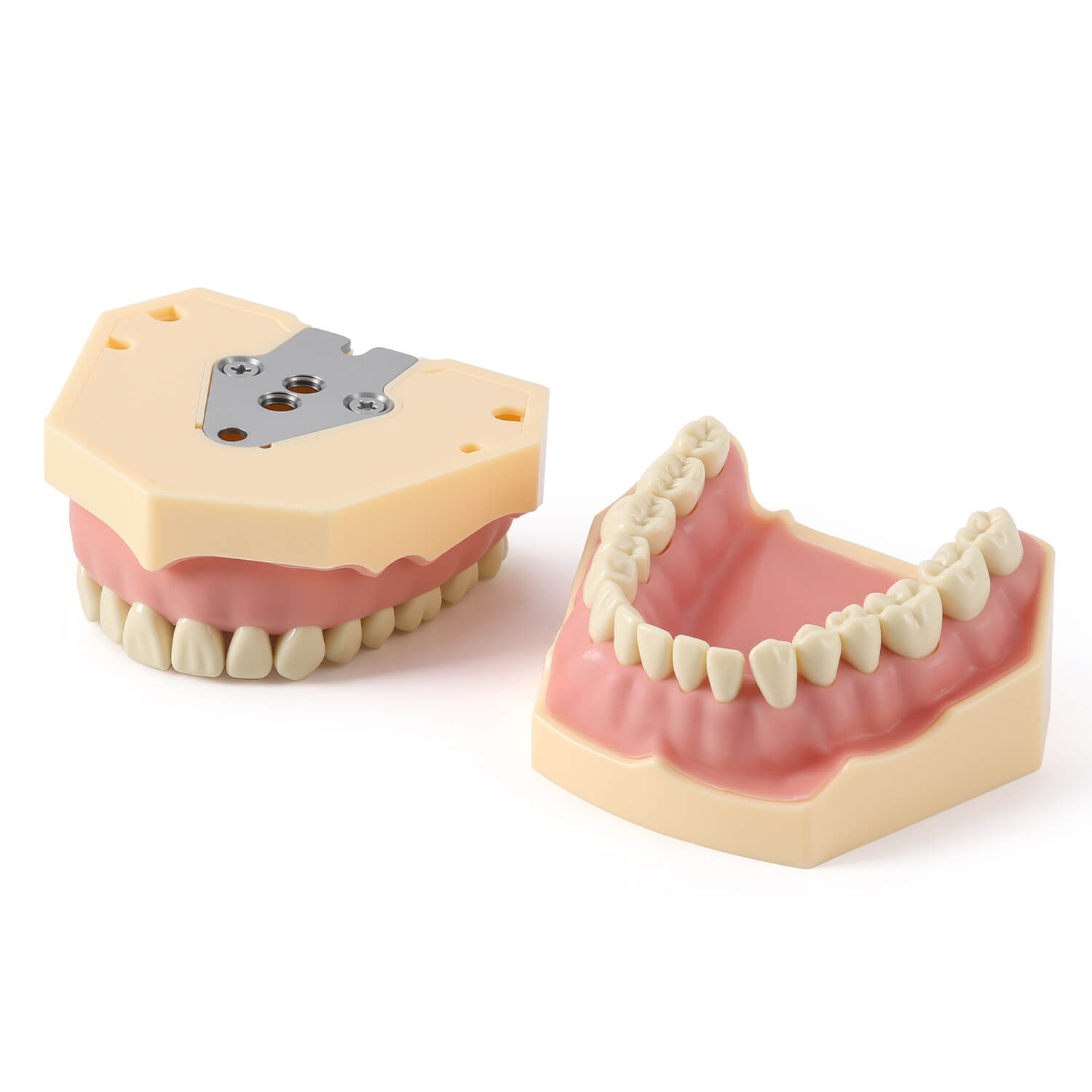 Dental Model Resin Typodont 32Pcs Removable Teeth Separate Type - azdentall.com