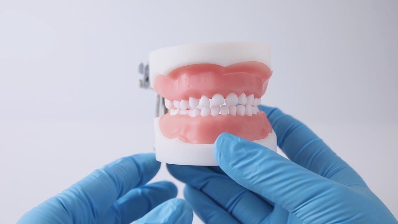 Dental Resin Training Typodont Teeth Model 24 Primary Teeth with Removable Teeth - azdentall.com