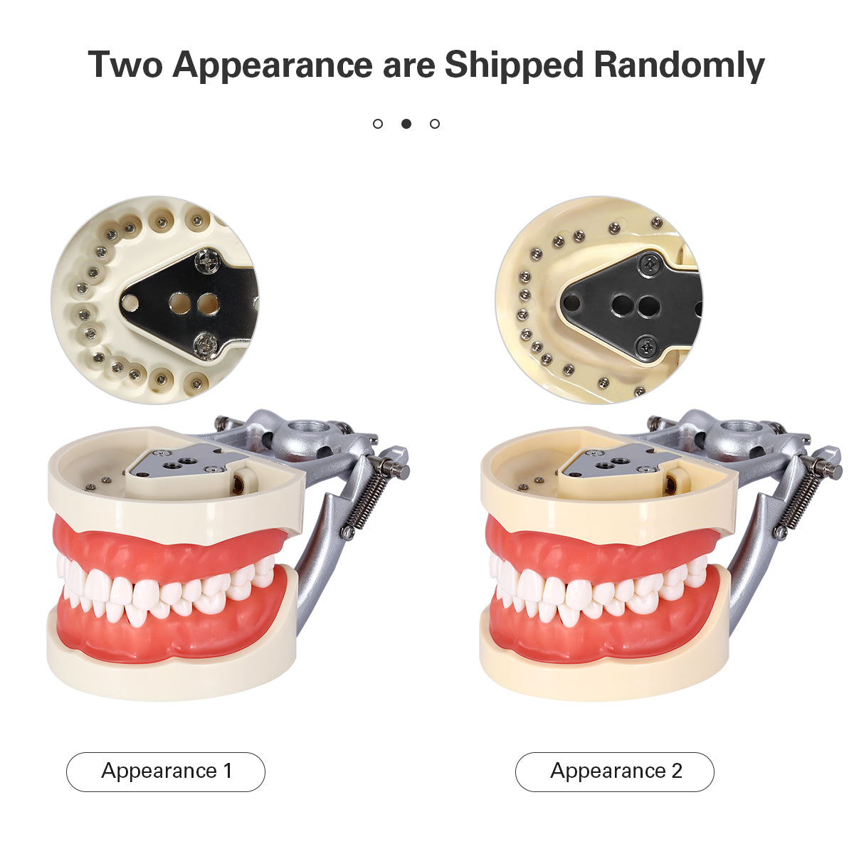 Dental Teeth Model With Removable Teeth - azdentall.com