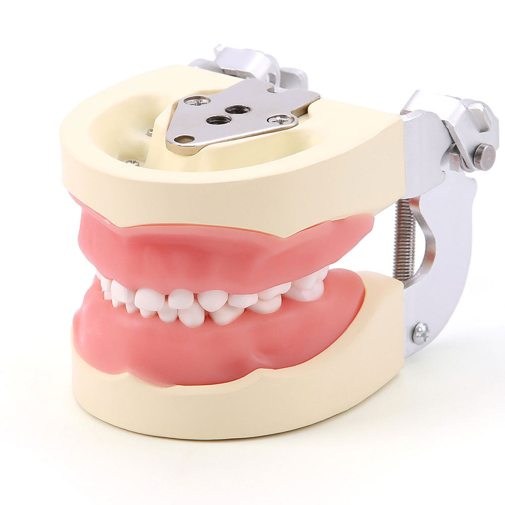 Dental Resin Training Typodont Teeth Model 24 Primary Teeth with Remov