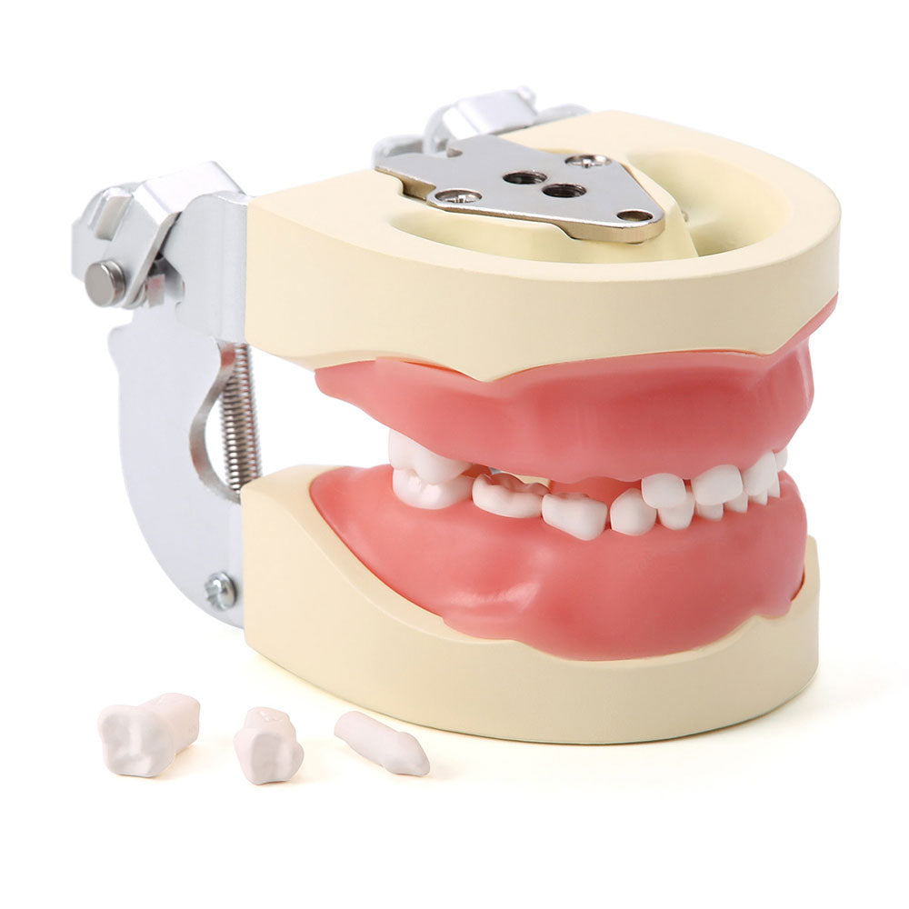 Dental Resin Training Typodont Teeth Model 24 Primary Teeth with Removable Teeth