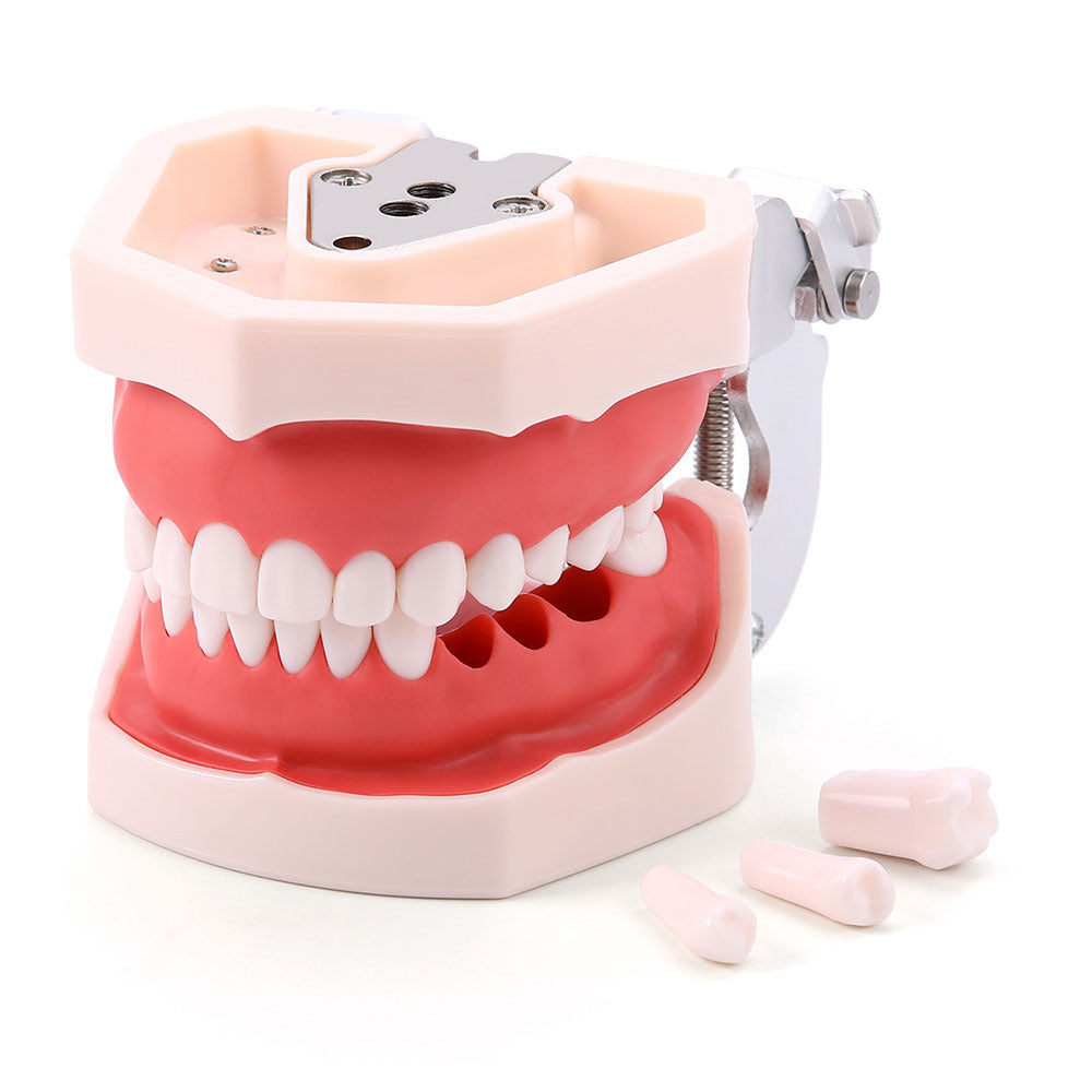 Dental Resin Training Typodont Teeth Model 28 Permanent Teeth with Removable Teeth