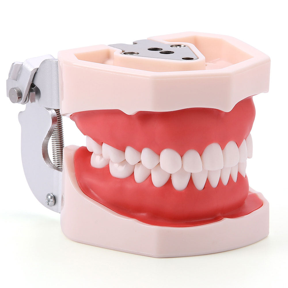 Dental Resin Training Typodont Teeth Model 28 Permanent Teeth with Removable Teeth