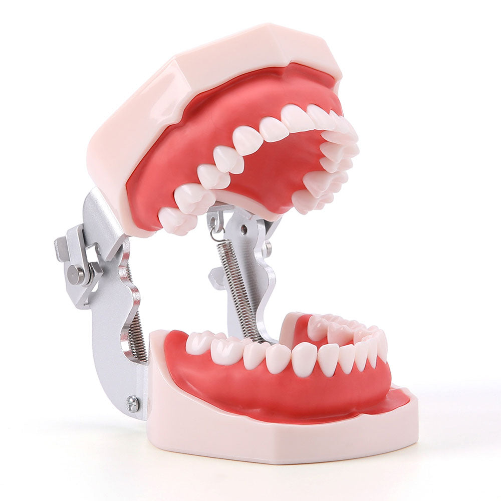 thumbnail image 2 of 1:1 Typodont Teeth Model With Metal Brackets – Orthodontic Dental Study Model M7010-2 2 of 6