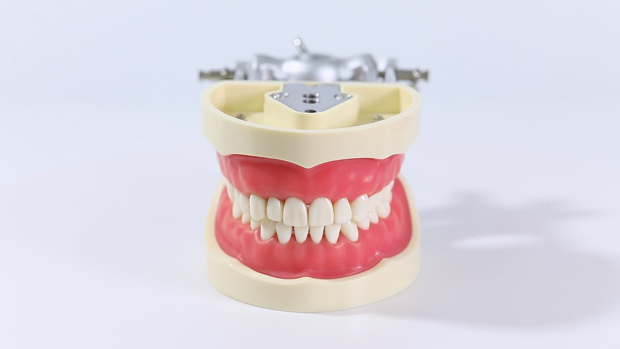 Load video: Dental Teeth Model With Removable Teeth