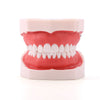 Dental Resin Training Typodont Teeth Model 28 Permanent Teeth with Removable Teeth