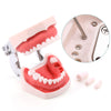 Dental Resin Training Typodont Teeth Model 28 Permanent Teeth with Removable Teeth