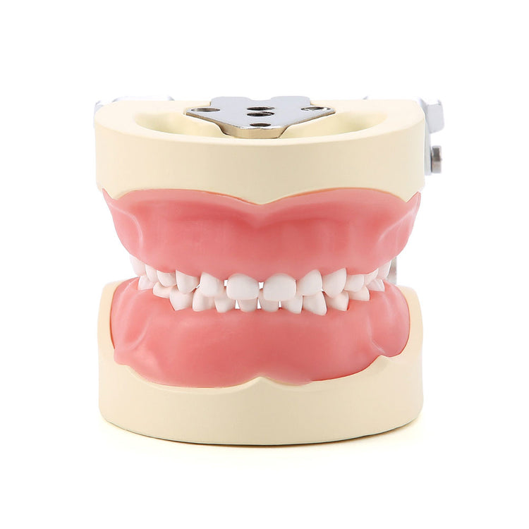 Dental Resin Training Typodont Teeth Model 24 Primary Teeth with Removable Teeth