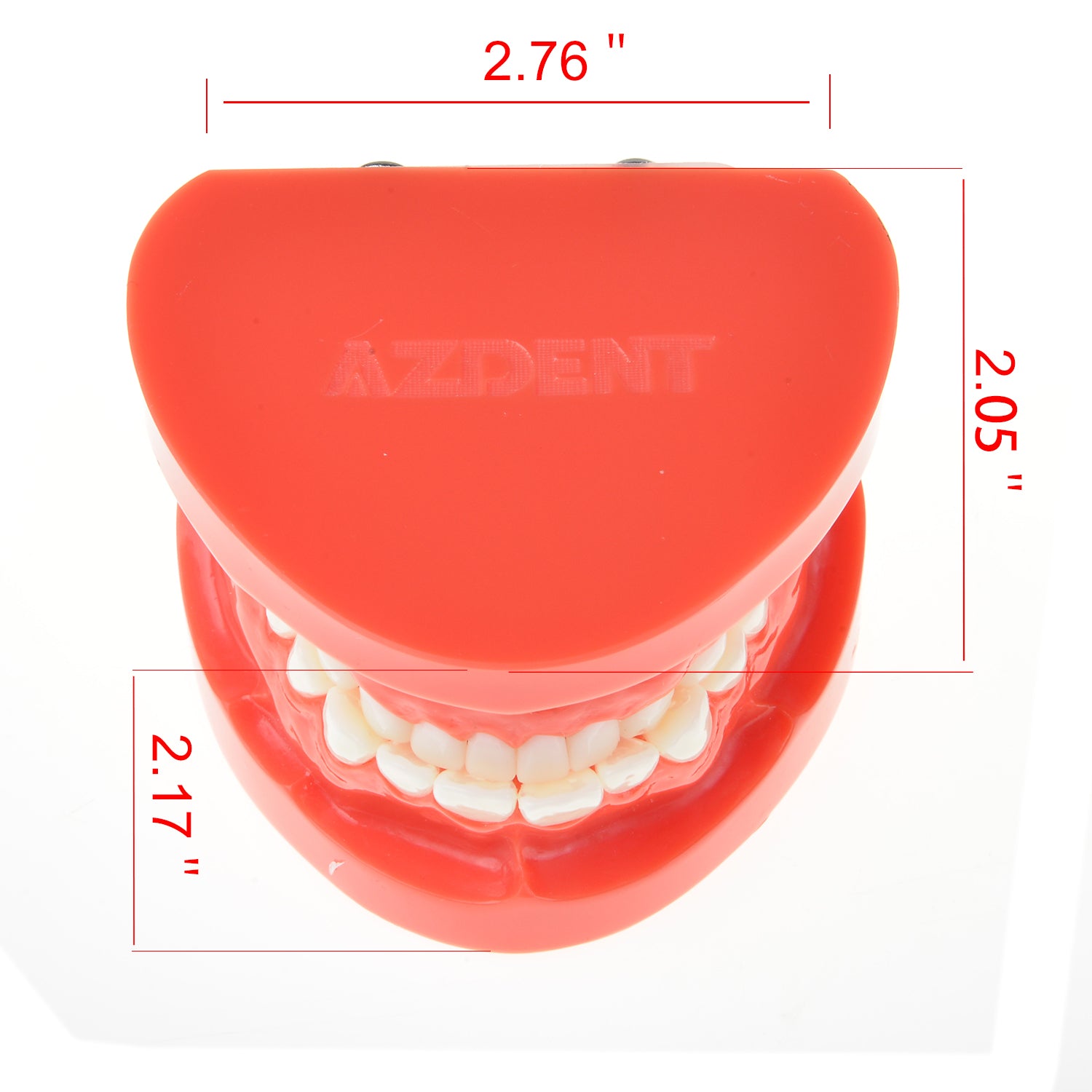 AZDENT Dental Adult Standard Typodont Demonstration Teeth Model
