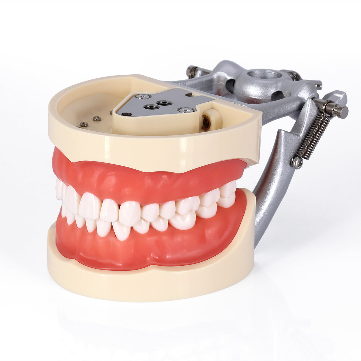 Dental Teeth Model With Removable Teeth