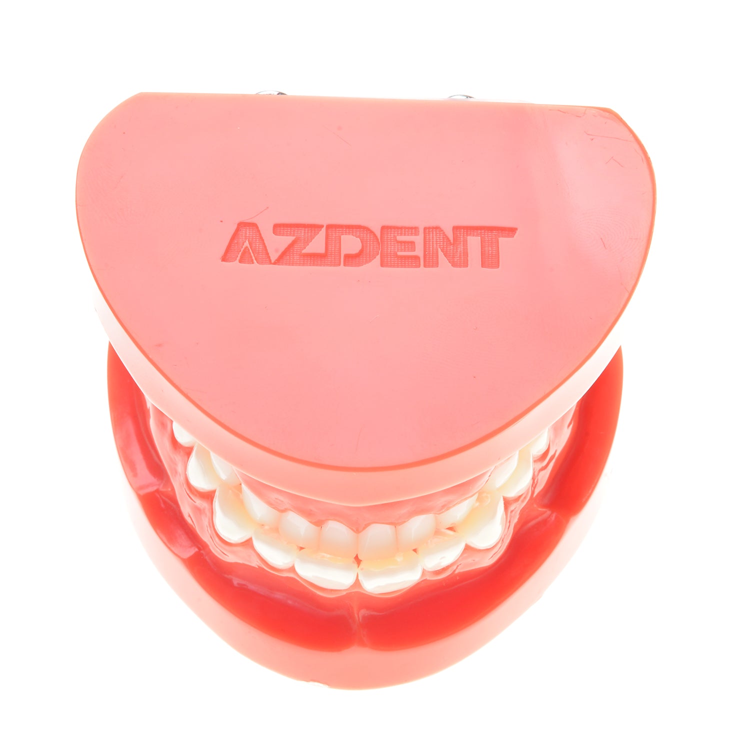 AZDENT Dental Adult Standard Typodont Demonstration Teeth Model