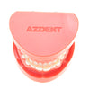 AZDENT Dental Adult Standard Typodont Demonstration Teeth Model