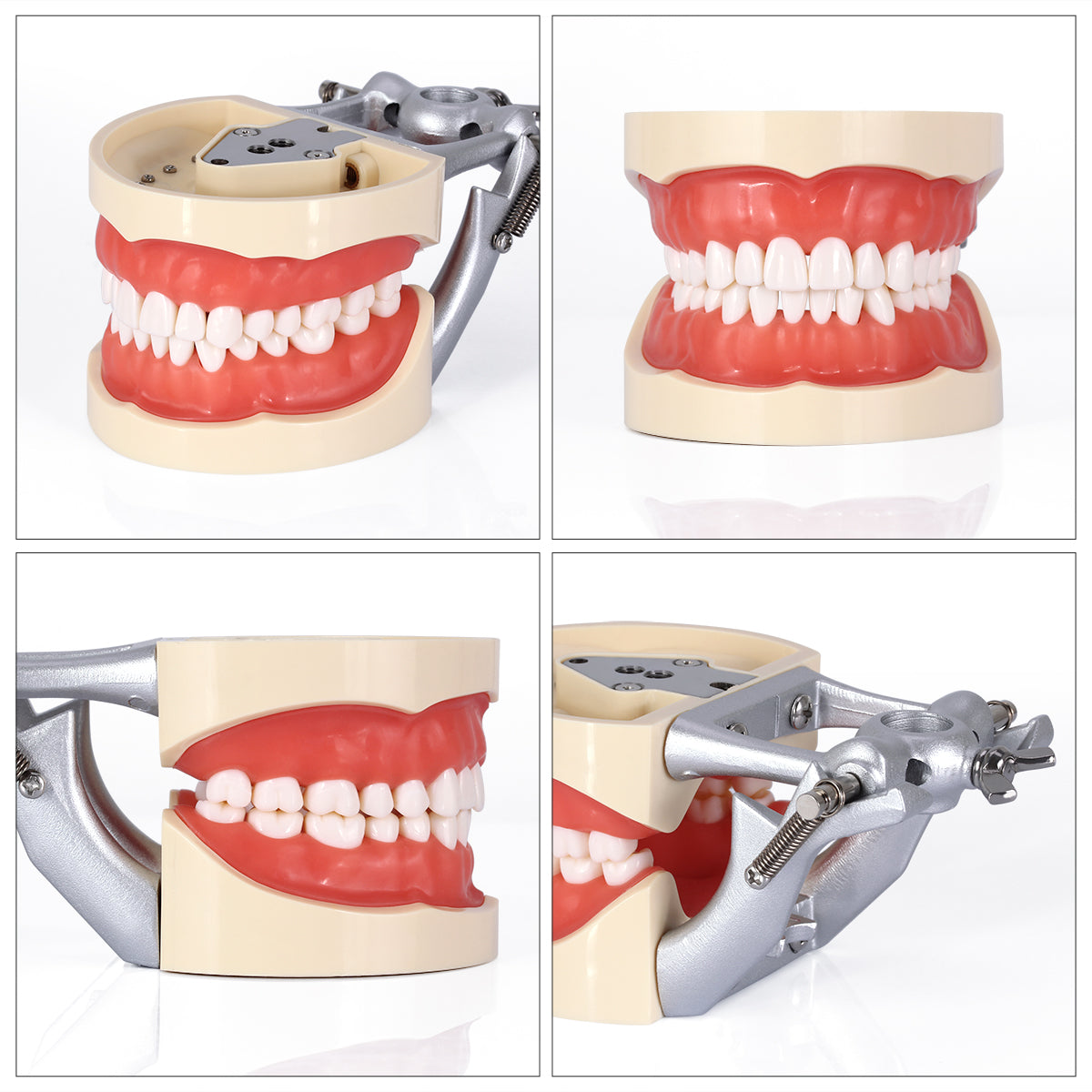 Dental Teeth Model With Removable Teeth