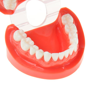 AZDENT Dental Adult Standard Typodont Demonstration Teeth Model