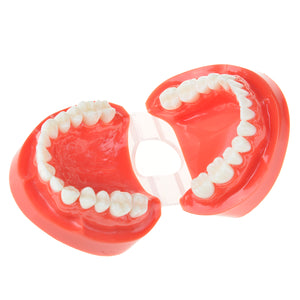 AZDENT Dental Adult Standard Typodont Demonstration Teeth Model