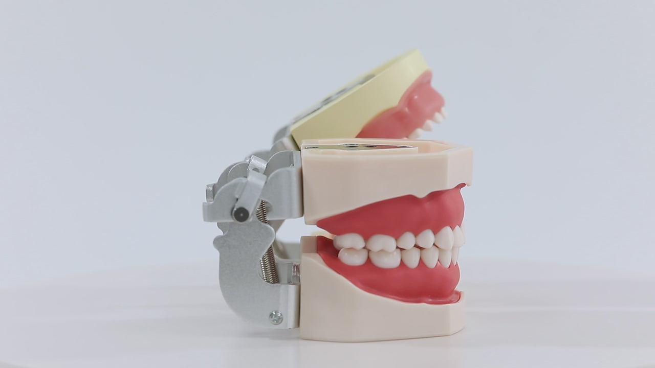 Load video: Dental Resin Training Typodont Teeth Model 28 Permanent Teeth with Removable Teeth