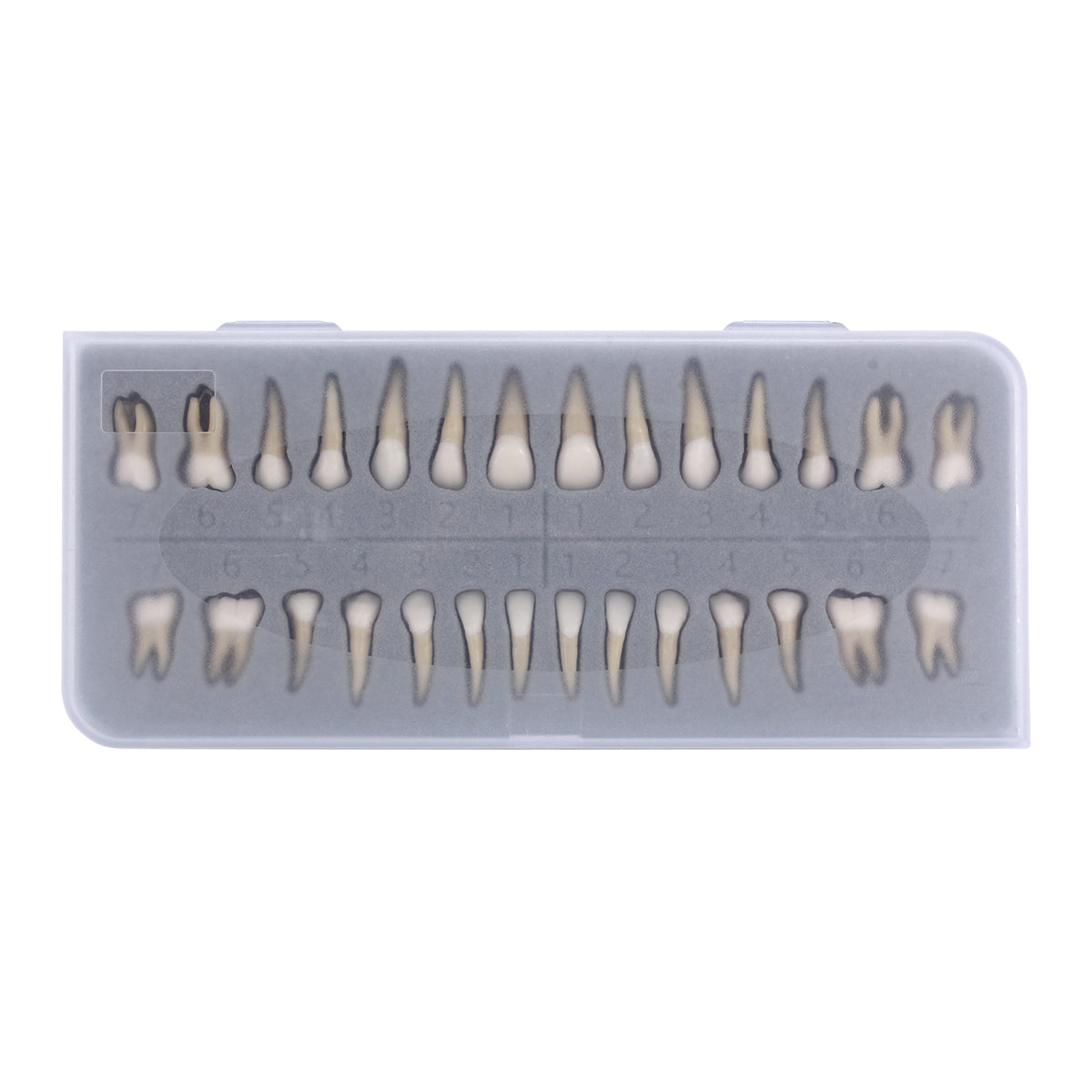 Dental 1: 1 Permanent Teeth Demonstration Model 28pcs/Set