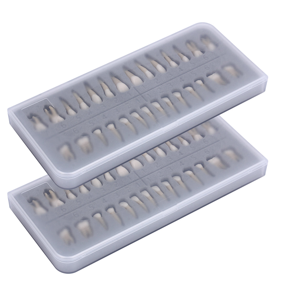 Dental 1: 1 Permanent Teeth Demonstration Model 28pcs/Set