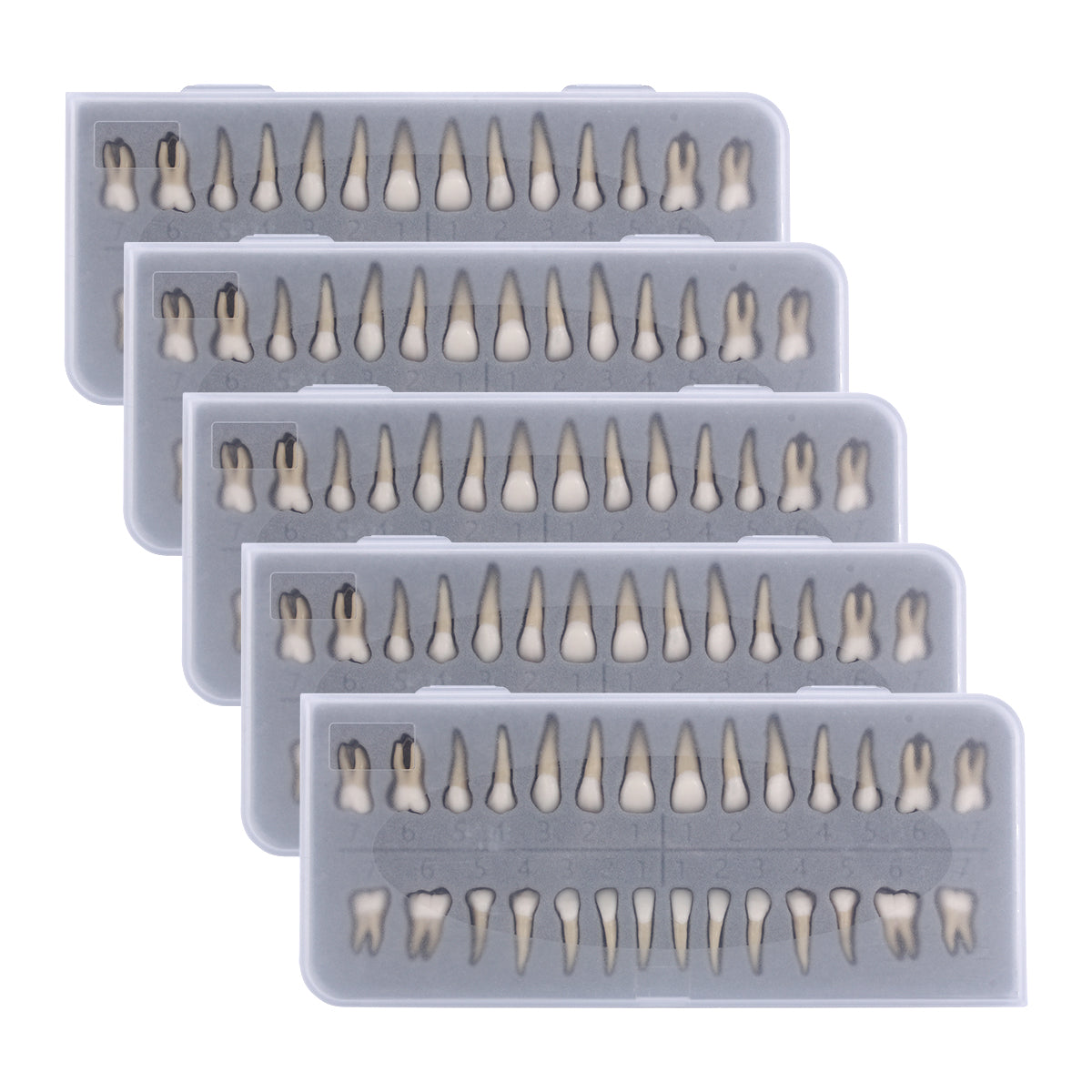 Dental 1: 1 Permanent Teeth Demonstration Model 28pcs/Set